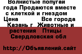 Волнистые попугаи, 2 года.Продаются вместе с клеткой и гнездом. › Цена ­ 2 800 - Все города, Казань г. Животные и растения » Птицы   . Свердловская обл.